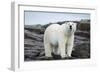 Polar Bear on Harbour Islands, Hudson Bay, Nunavut, Canada-Paul Souders-Framed Photographic Print