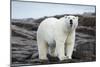 Polar Bear on Harbour Islands, Hudson Bay, Nunavut, Canada-Paul Souders-Mounted Photographic Print