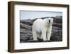 Polar Bear on Harbour Islands, Hudson Bay, Nunavut, Canada-Paul Souders-Framed Photographic Print