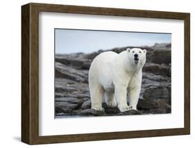 Polar Bear on Harbour Islands, Hudson Bay, Nunavut, Canada-Paul Souders-Framed Photographic Print