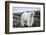 Polar Bear on Harbour Islands, Hudson Bay, Nunavut, Canada-Paul Souders-Framed Photographic Print