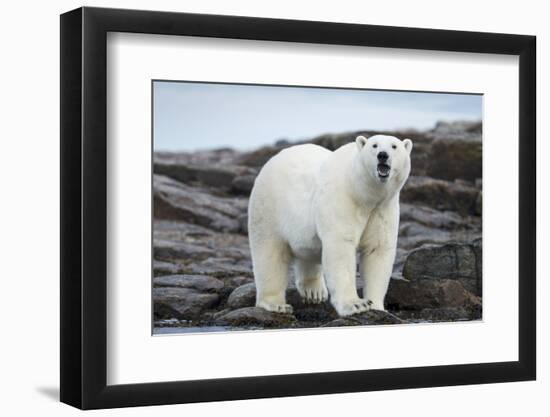 Polar Bear on Harbour Islands, Hudson Bay, Nunavut, Canada-Paul Souders-Framed Photographic Print