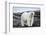 Polar Bear on Harbour Islands, Hudson Bay, Nunavut, Canada-Paul Souders-Framed Photographic Print