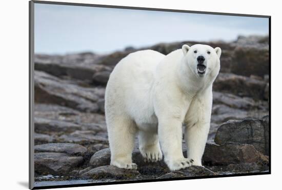 Polar Bear on Harbour Islands, Hudson Bay, Nunavut, Canada-Paul Souders-Mounted Photographic Print