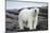 Polar Bear on Harbour Islands, Hudson Bay, Nunavut, Canada-Paul Souders-Mounted Photographic Print