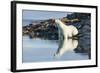 Polar Bear on Harbour Islands, Hudson Bay, Nunavut, Canada-Paul Souders-Framed Photographic Print