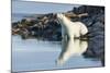 Polar Bear on Harbour Islands, Hudson Bay, Nunavut, Canada-Paul Souders-Mounted Photographic Print