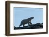 Polar Bear on Harbour Islands, Hudson Bay, Nunavut, Canada-Paul Souders-Framed Photographic Print