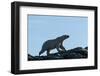 Polar Bear on Harbour Islands, Hudson Bay, Nunavut, Canada-Paul Souders-Framed Photographic Print