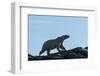 Polar Bear on Harbour Islands, Hudson Bay, Nunavut, Canada-Paul Souders-Framed Photographic Print