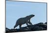 Polar Bear on Harbour Islands, Hudson Bay, Nunavut, Canada-Paul Souders-Mounted Photographic Print