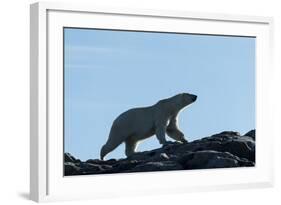 Polar Bear on Harbour Islands, Hudson Bay, Nunavut, Canada-Paul Souders-Framed Photographic Print