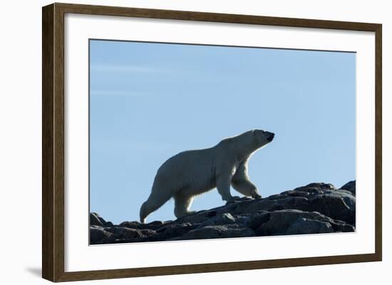 Polar Bear on Harbour Islands, Hudson Bay, Nunavut, Canada-Paul Souders-Framed Photographic Print