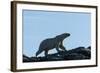 Polar Bear on Harbour Islands, Hudson Bay, Nunavut, Canada-Paul Souders-Framed Photographic Print