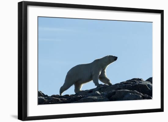 Polar Bear on Harbour Islands, Hudson Bay, Nunavut, Canada-Paul Souders-Framed Photographic Print