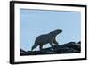 Polar Bear on Harbour Islands, Hudson Bay, Nunavut, Canada-Paul Souders-Framed Photographic Print