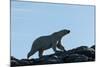 Polar Bear on Harbour Islands, Hudson Bay, Nunavut, Canada-Paul Souders-Mounted Photographic Print