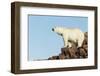 Polar Bear on Harbour Islands, Hudson Bay, Nunavut, Canada-Paul Souders-Framed Photographic Print