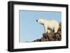 Polar Bear on Harbour Islands, Hudson Bay, Nunavut, Canada-Paul Souders-Framed Photographic Print