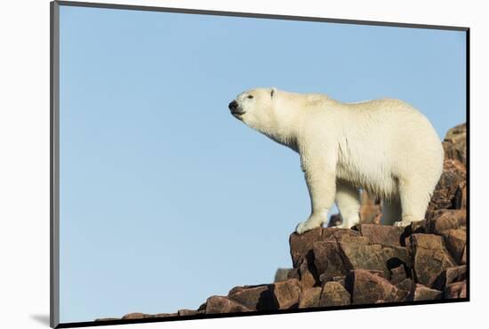 Polar Bear on Harbour Islands, Hudson Bay, Nunavut, Canada-Paul Souders-Mounted Photographic Print