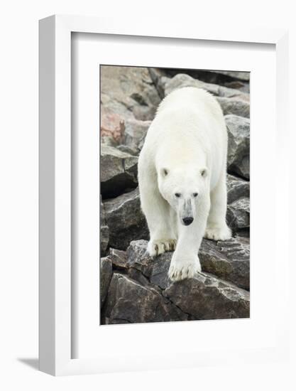 Polar Bear on Harbour Islands, Hudson Bay, Nunavut, Canada-Paul Souders-Framed Photographic Print