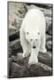 Polar Bear on Harbour Islands, Hudson Bay, Nunavut, Canada-Paul Souders-Mounted Photographic Print