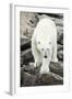 Polar Bear on Harbour Islands, Hudson Bay, Nunavut, Canada-Paul Souders-Framed Photographic Print