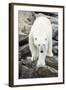 Polar Bear on Harbour Islands, Hudson Bay, Nunavut, Canada-Paul Souders-Framed Photographic Print