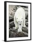 Polar Bear on Harbour Islands, Hudson Bay, Nunavut, Canada-Paul Souders-Framed Photographic Print