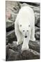 Polar Bear on Harbour Islands, Hudson Bay, Nunavut, Canada-Paul Souders-Mounted Photographic Print