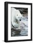 Polar Bear on Harbour Islands, Hudson Bay, Nunavut, Canada-Paul Souders-Framed Photographic Print