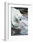 Polar Bear on Harbour Islands, Hudson Bay, Nunavut, Canada-Paul Souders-Framed Photographic Print