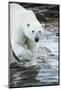 Polar Bear on Harbour Islands, Hudson Bay, Nunavut, Canada-Paul Souders-Mounted Photographic Print