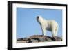 Polar Bear on Harbour Islands, Hudson Bay, Nunavut, Canada-Paul Souders-Framed Photographic Print