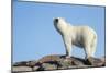 Polar Bear on Harbour Islands, Hudson Bay, Nunavut, Canada-Paul Souders-Mounted Photographic Print