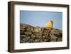 Polar Bear on Harbour Islands, Hudson Bay, Nunavut, Canada-Paul Souders-Framed Photographic Print