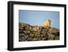 Polar Bear on Harbour Islands, Hudson Bay, Nunavut, Canada-Paul Souders-Framed Photographic Print