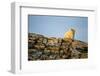 Polar Bear on Harbour Islands, Hudson Bay, Nunavut, Canada-Paul Souders-Framed Photographic Print