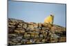 Polar Bear on Harbour Islands, Hudson Bay, Nunavut, Canada-Paul Souders-Mounted Photographic Print