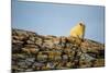 Polar Bear on Harbour Islands, Hudson Bay, Nunavut, Canada-Paul Souders-Mounted Photographic Print