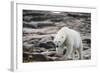 Polar Bear on Harbour Islands, Hudson Bay, Nunavut, Canada-Paul Souders-Framed Photographic Print