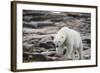 Polar Bear on Harbour Islands, Hudson Bay, Nunavut, Canada-Paul Souders-Framed Photographic Print