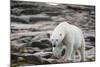 Polar Bear on Harbour Islands, Hudson Bay, Nunavut, Canada-Paul Souders-Mounted Photographic Print