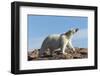 Polar Bear on Harbour Islands, Hudson Bay, Nunavut, Canada-Paul Souders-Framed Photographic Print