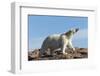 Polar Bear on Harbour Islands, Hudson Bay, Nunavut, Canada-Paul Souders-Framed Photographic Print