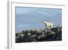 Polar Bear on Harbour Islands, Hudson Bay, Nunavut, Canada-Paul Souders-Framed Photographic Print