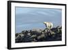 Polar Bear on Harbour Islands, Hudson Bay, Nunavut, Canada-Paul Souders-Framed Photographic Print