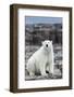 Polar Bear on Harbour Islands, Hudson Bay, Nunavut, Canada-Paul Souders-Framed Photographic Print