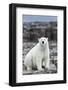 Polar Bear on Harbour Islands, Hudson Bay, Nunavut, Canada-Paul Souders-Framed Photographic Print