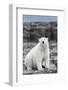 Polar Bear on Harbour Islands, Hudson Bay, Nunavut, Canada-Paul Souders-Framed Photographic Print